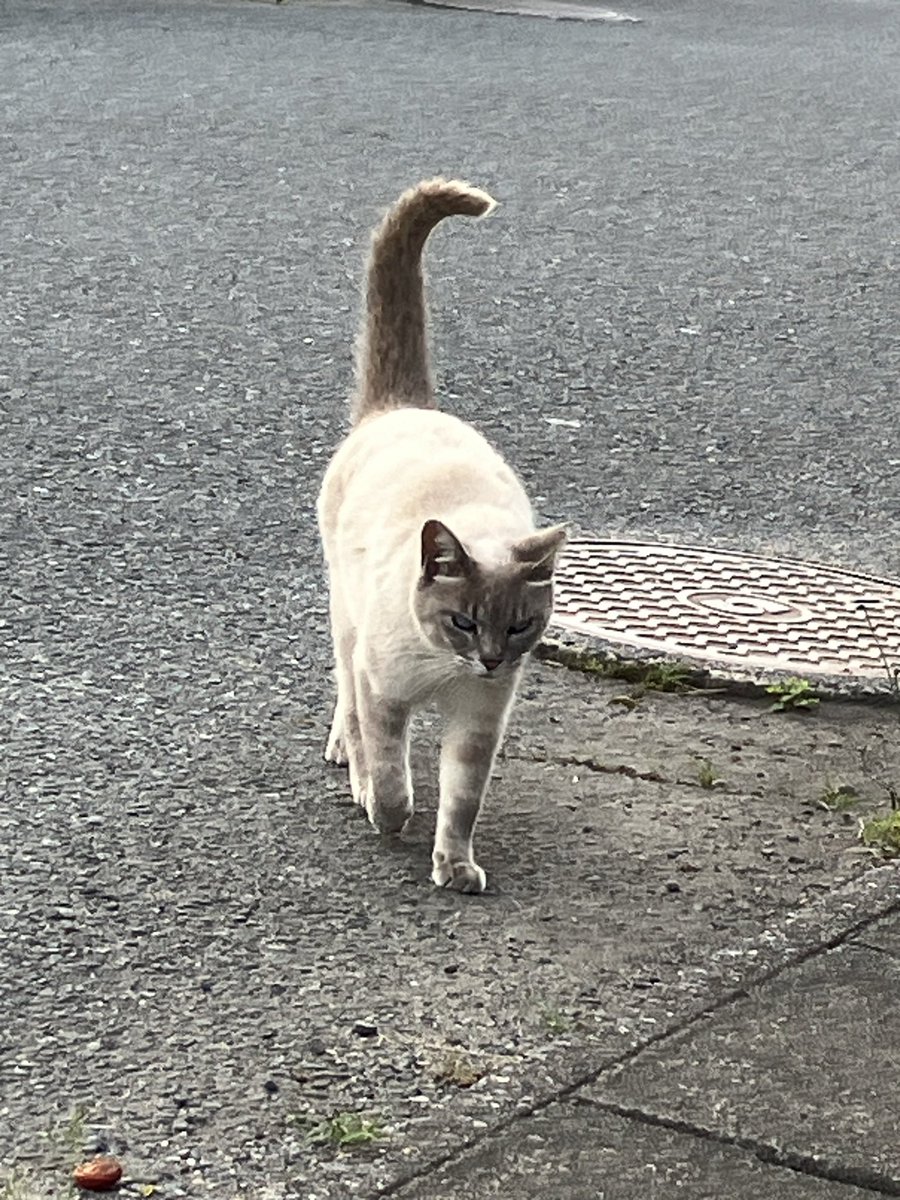 むつき tweet media