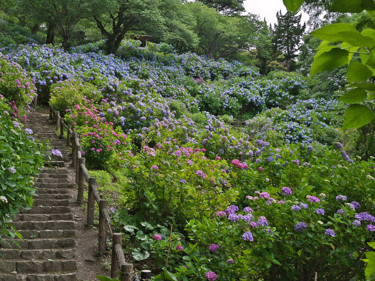 h_tohma's tweet photo. 下田港を一望できる公園に行ってきました。
どこを向いても紫陽花が迎えてくれます。
#下田公園
#あじさい祭
#LUMIXGF1 https://t.co/2n9CKdPCdq