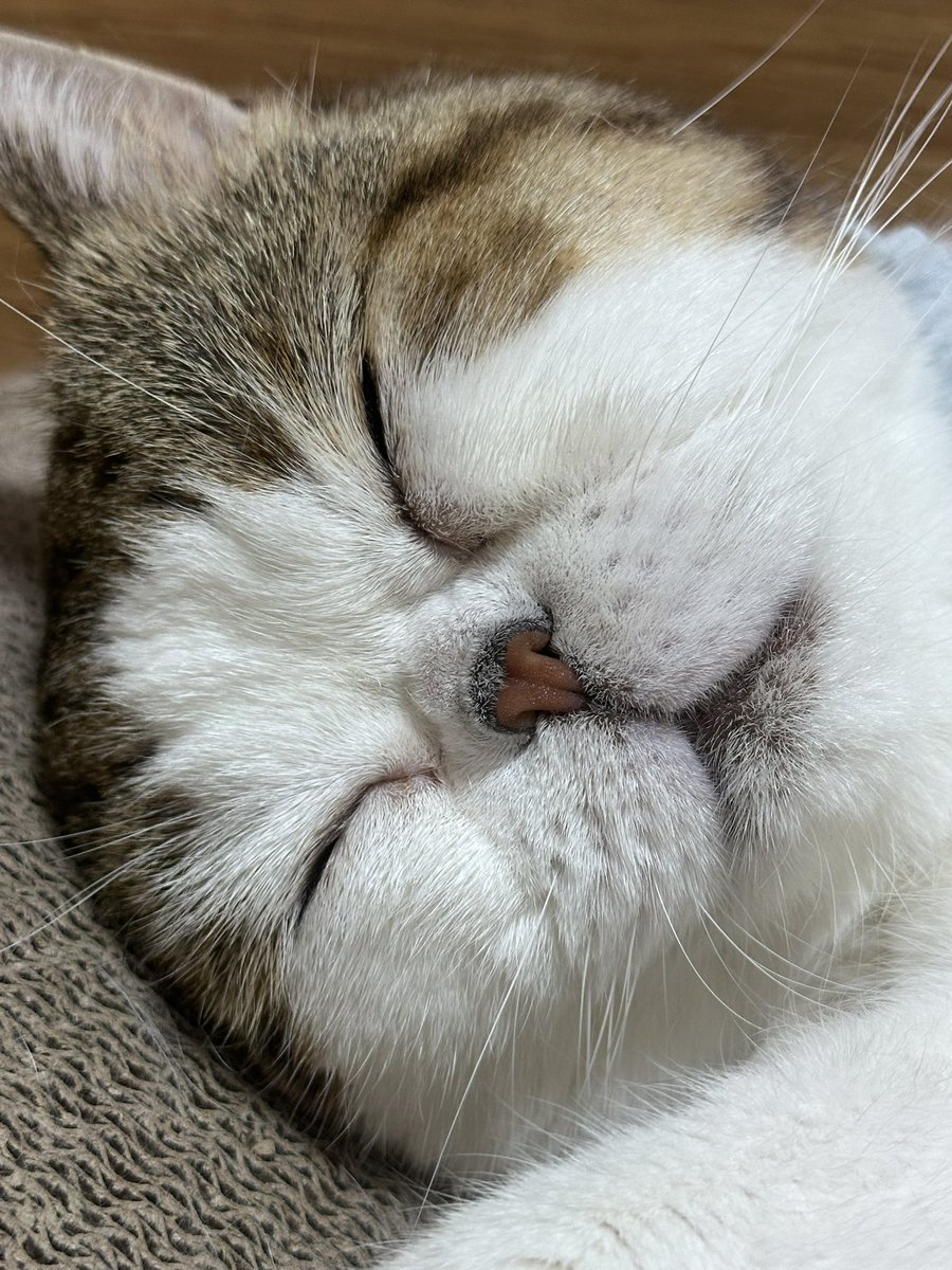 FuuchanKitty's tweet photo. お つ か れ さ ま 🤎 https://t.co/Pu56v4SNEp