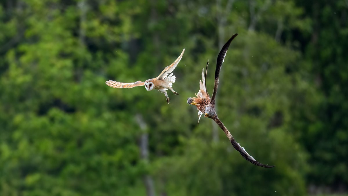 Hawkandowluk's tweet photo. Fantastic images capturing an aerial showdown between a Barn Owl and a Red Kite!

This remarkable encounter highlights the Red Kite’s opportunistic behaviour, swooping in to steal prey directly from the Barn Owl’s talons mid-flight.

Photos: A. Thompson https://t.co/MCO2N4xQHG
