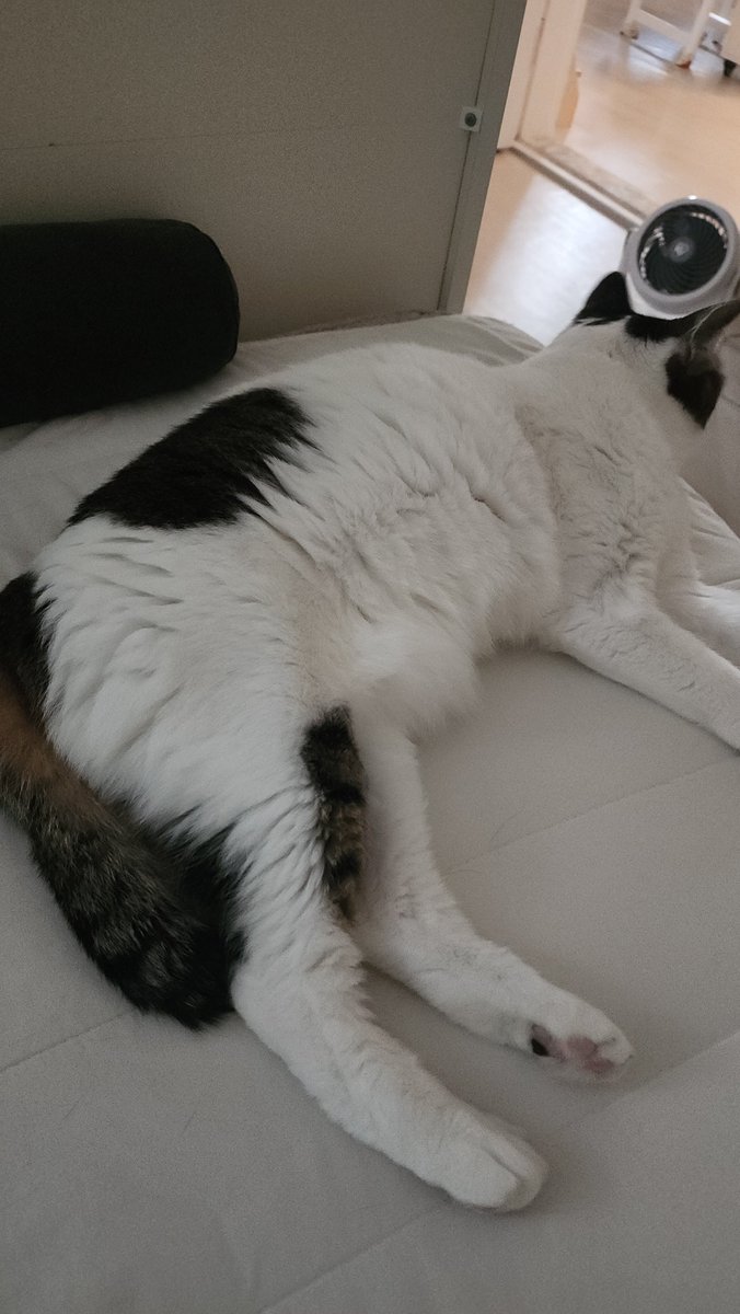 3ams1k's tweet photo. 아니 .... 진짜로....? 근데 포슬포슬하긴해... 
근데 진짜 그루밍 못해서 떡진건줄 알았는데.... https://t.co/uDtbRHItpK