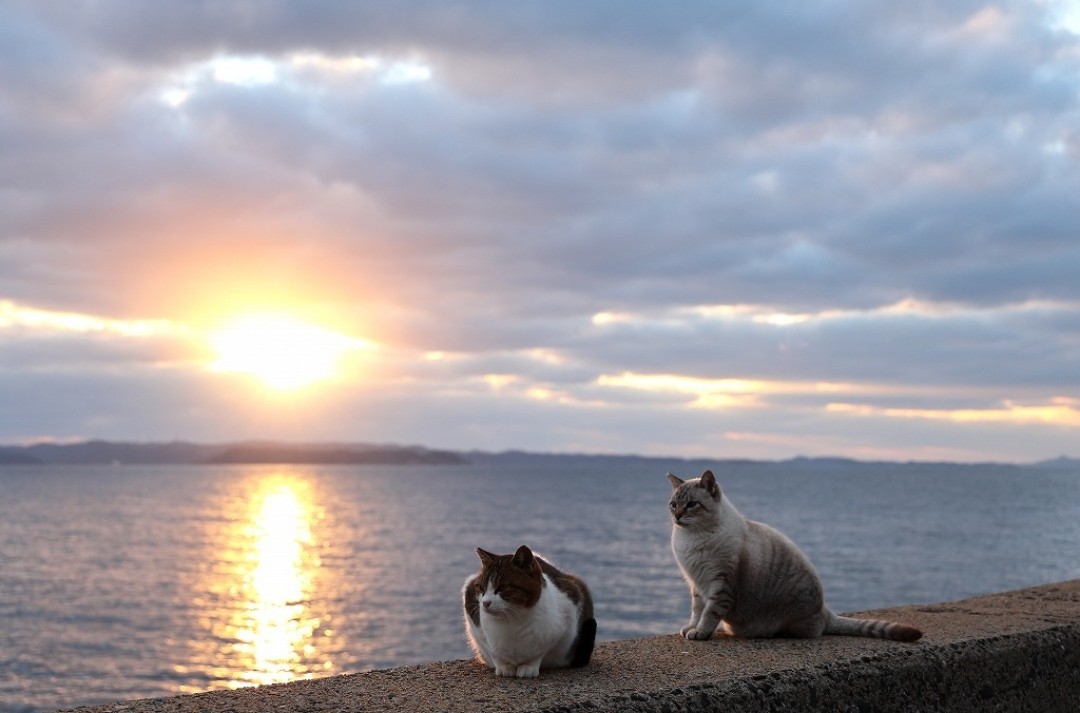 Shimataro723's tweet photo. 本日の猫さん
落日
＃一日一猫　＃猫好きさんと繋がりたい https://t.co/BJh8bifxve