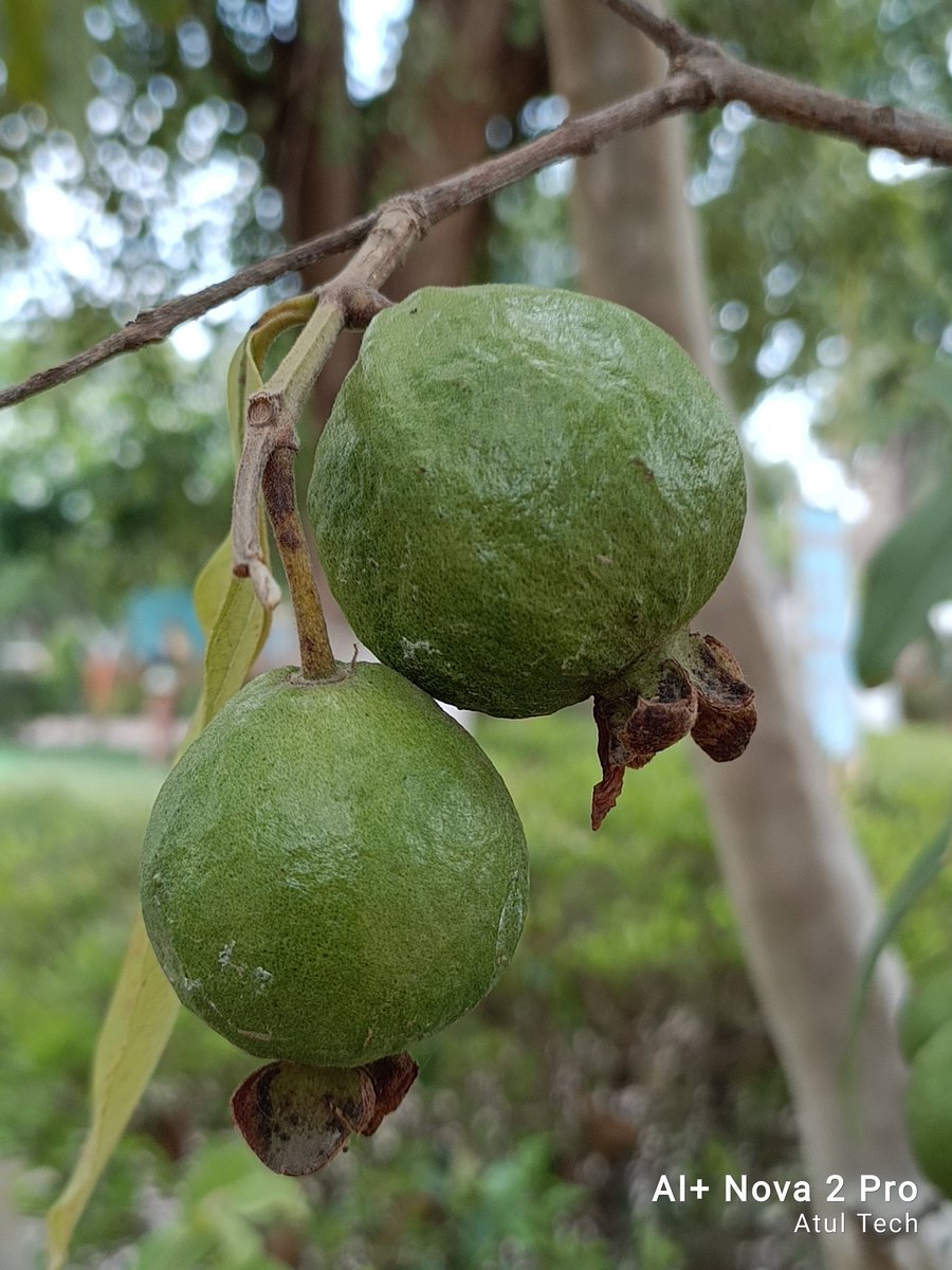 Atulbazaar's tweet photo. Some Camera Samples 📸
Ai+ Nova 2 Pro ✅ @MadhavSheth1
Rate this 🧐 @aiplus_official
Check More in Comment Section 👇👇👇👇👇 https://t.co/3F6C3lCkjL