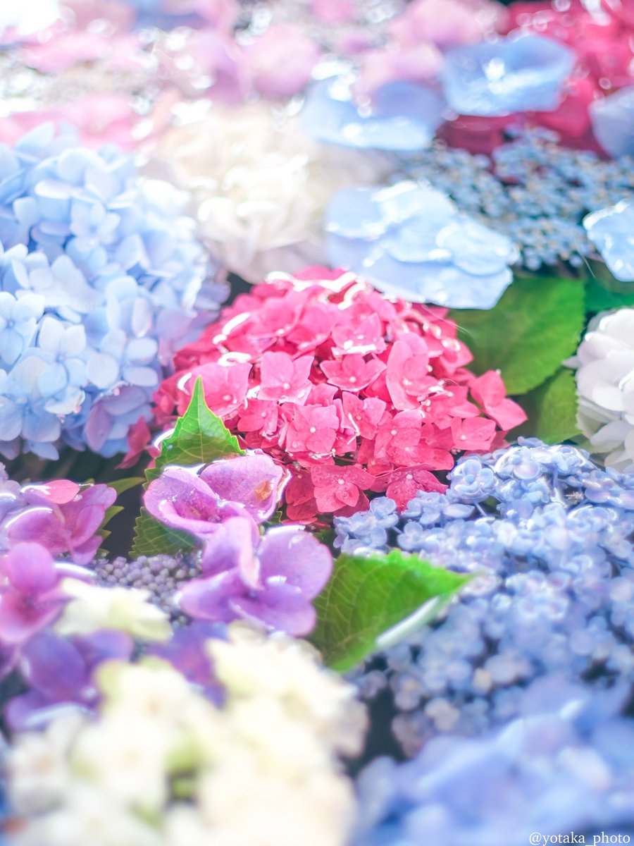 yotaka_photo's tweet photo. 水に泳ぐ紫陽花花手水 https://t.co/BwEHka1n5O