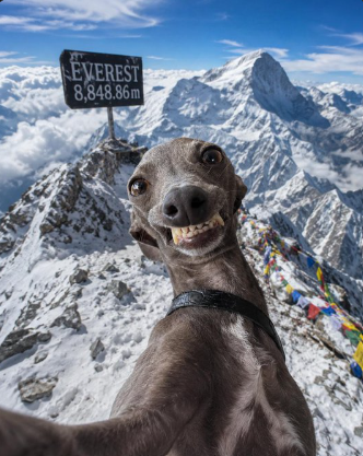 TrenchPatrol's tweet photo. $LUNA smiling selfies are already meme material

Dexerto will definitely post this https://t.co/DodCpXEPgT