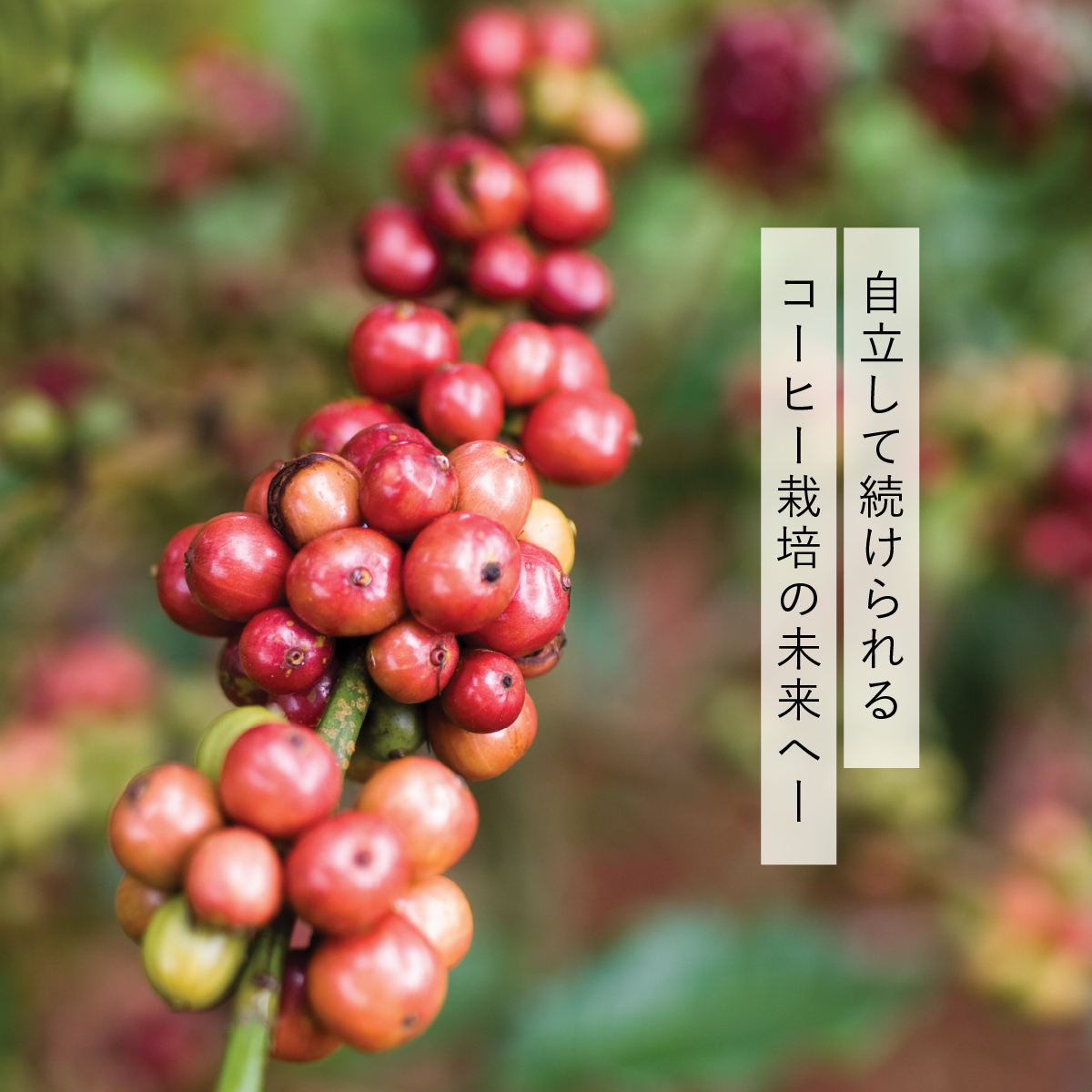 imperfect_inc's tweet photo. 毎日の目覚めや、ホッと一息つく時間に欠かせないコーヒー☕

実は、日本が輸入するコーヒー豆の約20〜30％は「ベトナム」から届いていることをご存じですか？

2026年の「Do well by doing good.投票」候補の1つ、【教育】をテーマにした「持続可能なコーヒー栽培プロジェクト」をご紹介します。

🚨 コーヒー農園を悩ませる「水不足」

コーヒー大国であるベトナムですが、近年は雨が降らない「干ばつ」が深刻化。水不足によりコーヒーの木がダメージを受け、収穫量や品質に大きな影響が出ています。被害を防ぐには、水を貯めて計画的に使う「灌漑（かんがい）設備」が必要不可欠。
しかし、ベトナムの農家の約80％は小規模農家のため、高価な設備を導入する資金の確保が難しいのが現状です。

🌱 imperfectの取り組み「設備導入×教育」

「気候変動に負けず、これからも美味しいコーヒーを届けたい」。そんな農家の方々の前向きな挑戦を、わたしたちimperfectは共に取り組み、サポートします。

✔️ 灌漑設備の導入サポート

スプリンクラーや貯水プールなどの設置を後押しし、「水がある時に貯め、必要な場所へ届ける」仕組みづくりを共に進めます。

✔️ 設備を活かすための「教育（学び）」の場づくり

ただ設備を導入して終わりではなく、「乾季の適切な水の量」や「干ばつ時の対処法」など、農家の方々が自ら設備を使いこなすための実践的なノウハウを共有し、共に学ぶ機会をつくります🤝

🌍 このプロジェクトがもたらす未来

▷ 干ばつ時でも木を枯らさず、安定した収穫と品質をキープ☕️
▷ 無駄な水やコストを減らし、農家の方々の収入UP💰
▷ 自ら設備を使いこなし、持続可能な農業が続く未来へ✨

imperfectが目指すのは、一時的なサポートではありません。農家の方々が自らの力で干ばつを乗り越え、誇りを持ってずっとコーヒー栽培を続けていけるよう、対等なパートナーとしてその歩みに伴走していくこと―。

🗳️あなたの「おいしい」を、だれかの「うれしい」に。

「Do well by doing good.投票」は、だれもが気軽に参加できる仕組みです。
みなさまの1票が、世界をよくする大きな力に✨

お買い物のたびに、投票にご参加いただけます。
▷ 店舗：商品ご購入後、レジカウンターにて
▷ オンラインストア：ご購入後の画面にて

投票期間：2027年3月31日まで