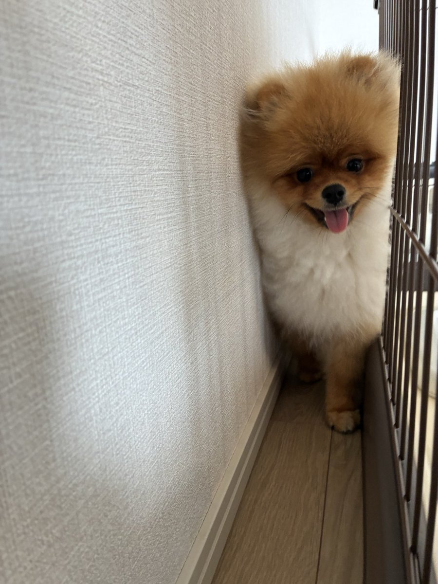 どすこいポメの大吉丸🐶 tweet media