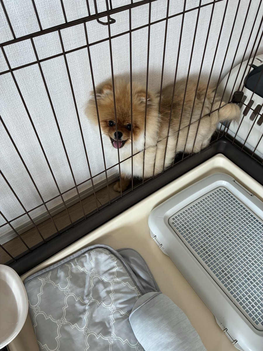 どすこいポメの大吉丸🐶 tweet media