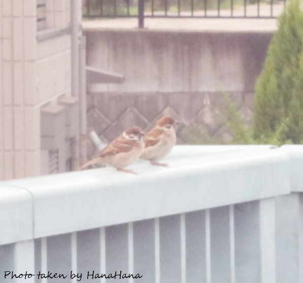 Hana_otter_cat's tweet photo. オールドレンズで撮影した
スズメの親子と色とりどりの花*｡ﾟ:*+.:.｡.☆.
#ちゅん活
#写真好きな人と繋がりがたい https://t.co/UMY8AXg2Fh