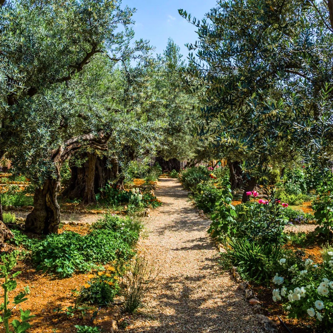 trad_west_'s tweet photo. This is the actual place where Jesus prayed before his arrest and crucifixion.

The garden of Gethsemane https://t.co/IhJJjfQiTL