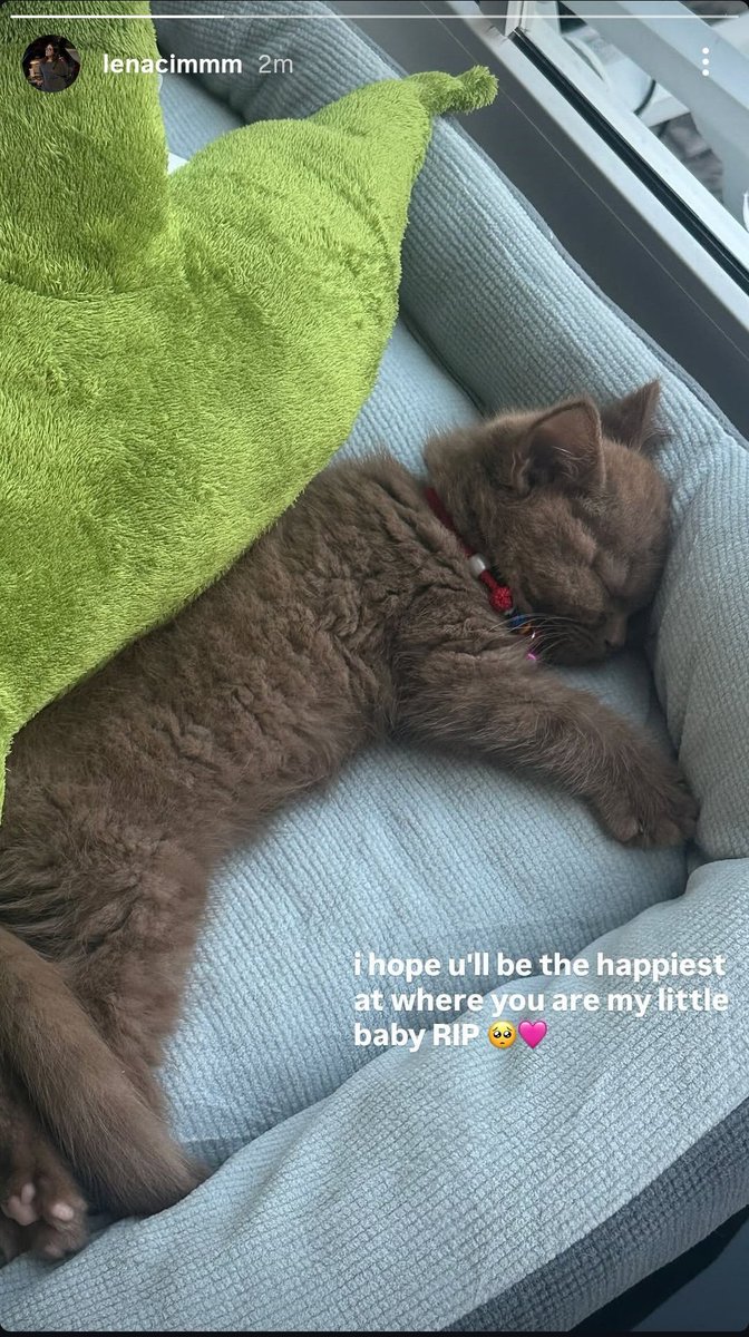 bl_zonee's tweet photo. The thing i didn't wanted to believe the most
Rest in peace little sweetheart 🥺🤍 https://t.co/y1qPd08Ppo
