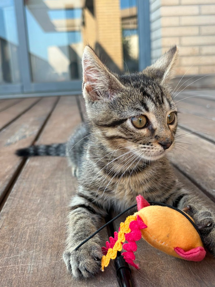 f_lo_morant's tweet photo. GEORGE EN ADOPCIÓN! Es un peque de 2 meses y medio. Es un gatito muy bueno. Es muy tranquilo y le gusta jugar con cañas. Le encantan las chuches y las latitas. Se lleva muy bien con otros gatos. Está en Alicante pero puede viajar.
Si estás interesado:
655 44 15 14 Ainhoa. https://t.co/g2vzVkuIzt