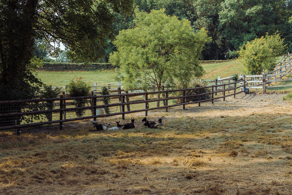 RegionNormandie's tweet photo. La Ferme des #Races #Normandes a ouvert au Haras du Pin. 🐮

Cet espace met à l'honneur les 25 races emblématiques de notre territoire et sensibilise à la #préservation de ce patrimoine vivant. Une démarche soutenue par la Région pour valoriser nos savoir-faire agricoles. https://t.co/vVJwYpGuvK