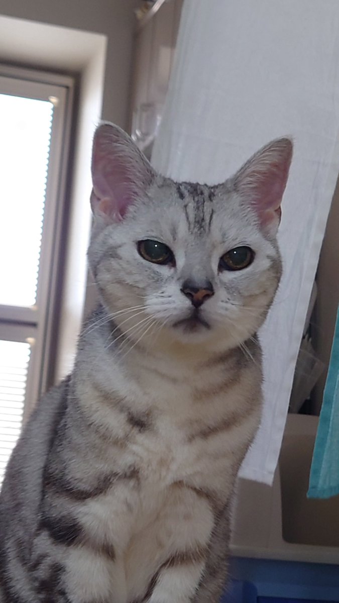 yoshida4458's tweet photo. https://t.co/VcpeyPYbhh