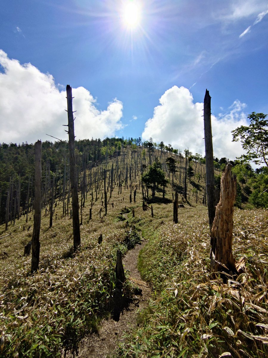 mikalog2020's tweet photo. 日本一長い名前の「牛奥ノ雁ヶ腹摺山」とそのお隣の「小金沢山」に登ってきました〜⛰️

縞枯れ現象が興味深かった〜🌲😳🌳 https://t.co/SO9WbUtce6