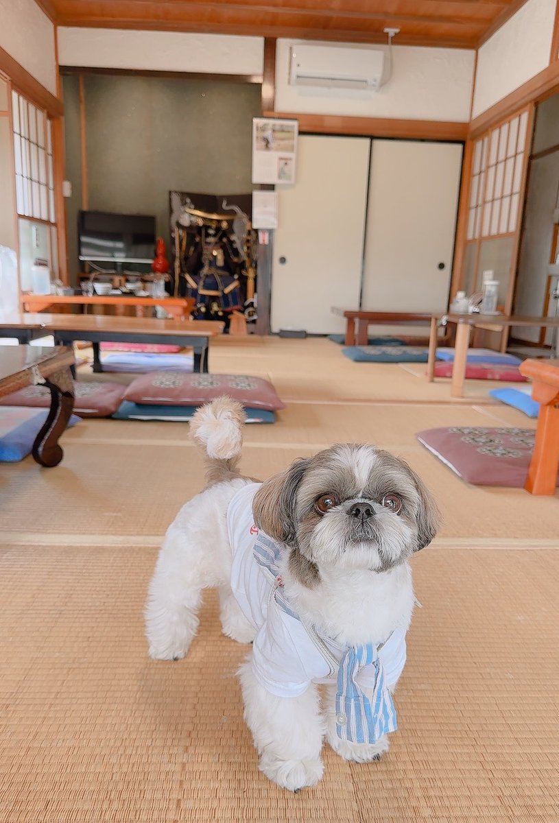 chris49891's tweet photo. コンセプトは『田舎の親戚の家』だよ🐾
#シーズー #shihtzu
#asknowas #asknowasdewan https://t.co/sZCXthwYc3
