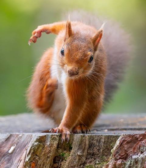 IETALIS's tweet photo. Just turned into a red squirrel then dramatically doing a superhero landing pose. 

Now, where should he go first? https://t.co/iyoUmQ5wax