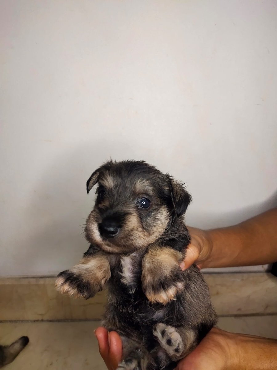 NatashaGading's tweet photo. Yorkshire Terrier Puppies Gemez
Interested? ☎️ WA 08 1234-18-7970
🔗 LINK IN BIO 🔗

#YorkiePuppies #YorkieLife #YorkshireTerrier #PuppyLovers #DogLovers #CutePuppies #PuppyTraining #DogCare #YorkieCommunity #PetLovers #YorkieLove #DogBreeds #SmallDogs #YorkieJakarta #Puppy https://t.co/LSKpTjxW6v