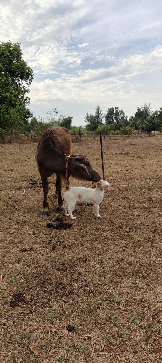 Tigress_here's tweet photo. Best buds always find a way to stick together.✌️😁🐱❤️

#AnimalFriends #FarmLife #Buddies #AnimalBonding #CatLove #BuffaloCalf #CountryLiving #RuralLife #NatureSpeaks https://t.co/lYksvHFY5R