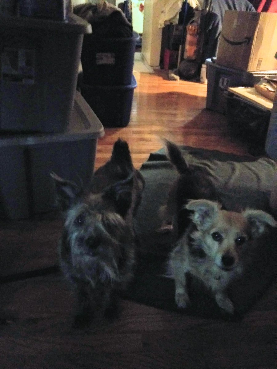 Angel Cosmo and Angel Dragon OUR MOM TERP for LIFE tweet media