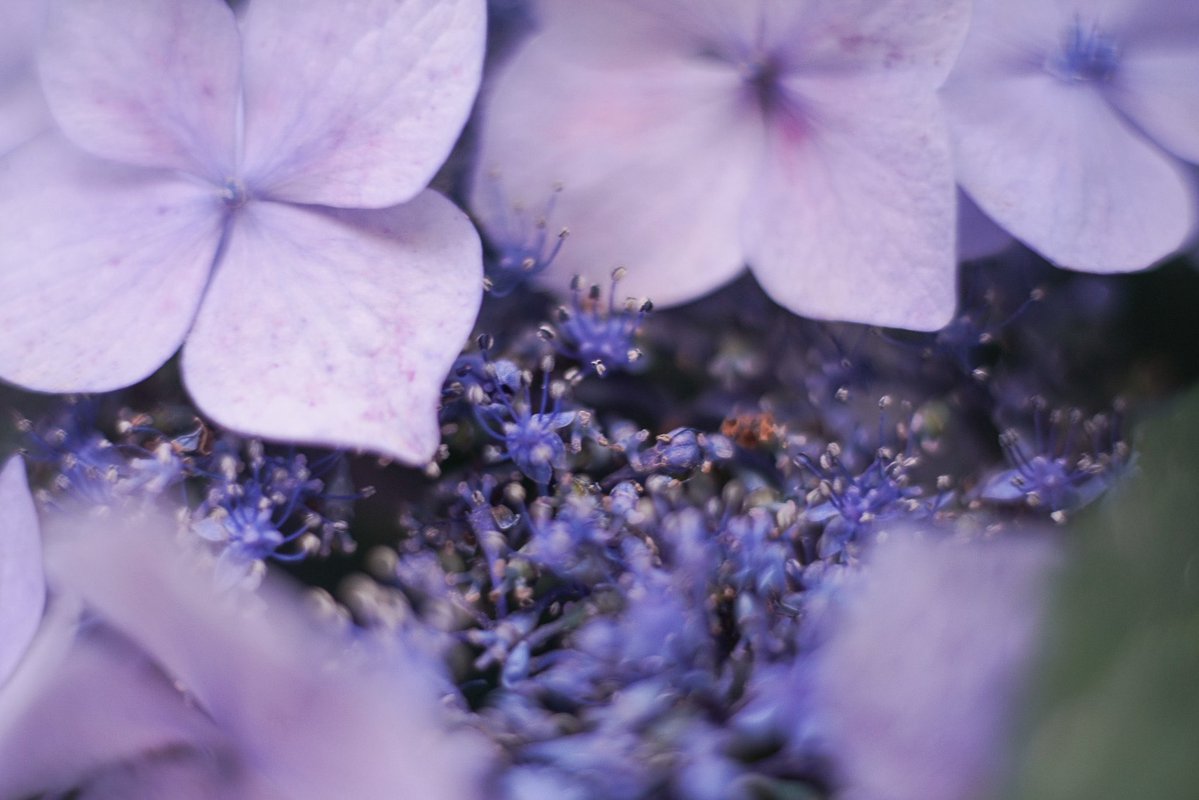 MWAMaedo's tweet photo. 街角で出会った紫陽花

📸 https://t.co/PE33f6fDD2