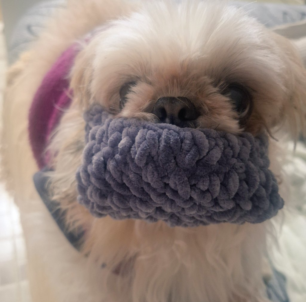 Craftinadesu's tweet photo. 夢ちゃんが妹 とケンカばかりしてるから、お母さんがクロシェの口輪を作ったの。今の夢ちゃん、完全にハンニバル・レクターだよw https://t.co/4hAgUn79lc