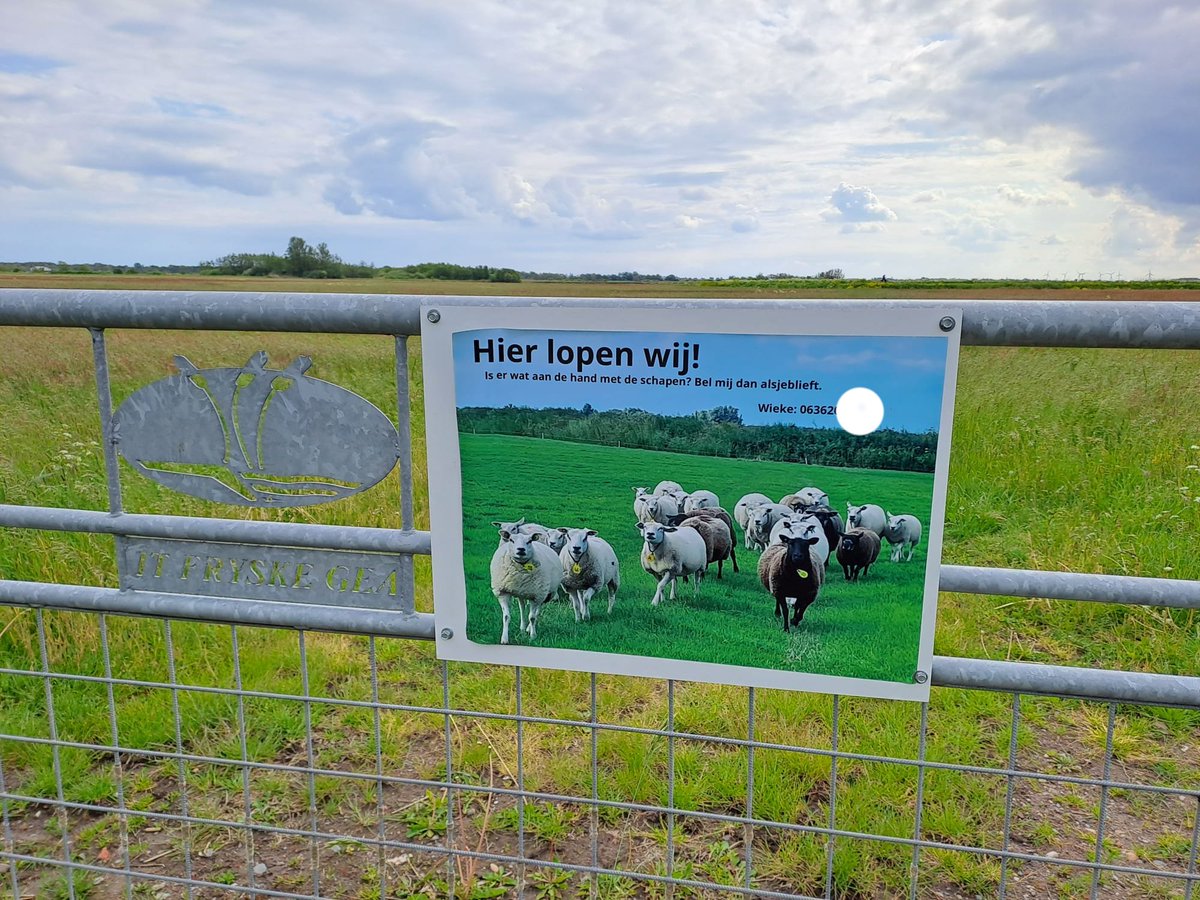 SchapenNieuws's tweet photo. Tip voor vaderdag! Geef hem een paar informatiebordjes om bij zijn weidende schapen te hangen. Mooie foto, iets over het ras en een telefoonnummer. Het kan veel gedoe voorkomen soms als een schapenhouder bereikbaar is. https://t.co/iBDNn79AKm