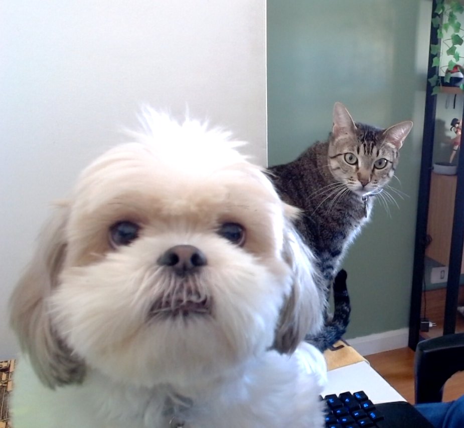 Fukumoto_F's tweet photo. @WAKFU_PTBR my bow meow: Chico
and my daug: Luke
🥰🥰🥰

Datsuki#9173 https://t.co/wDnbykr5BJ