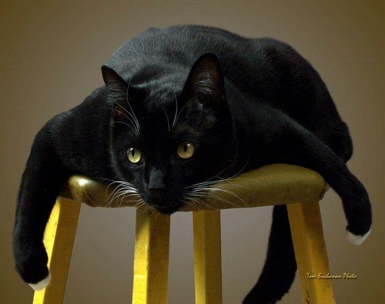 SassySiren79132's tweet photo. 🐈‍⬛ https://t.co/yi0Te3sGyd