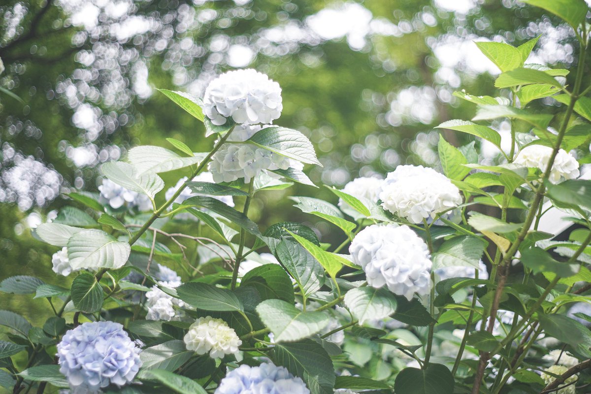 MWAMaedo's tweet photo. 紫陽花の季節

📸 https://t.co/AJPOw2Lfwr