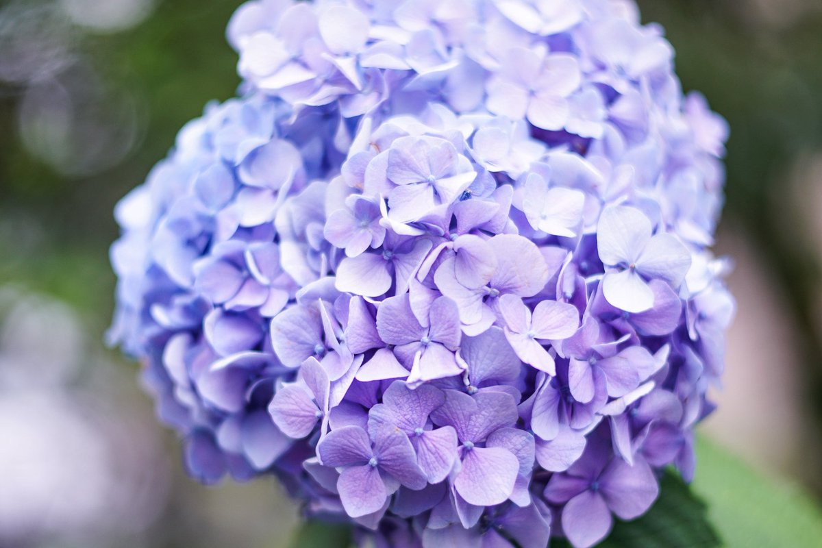 MWAMaedo's tweet photo. 紫陽花の季節

📸 https://t.co/AJPOw2Lfwr
