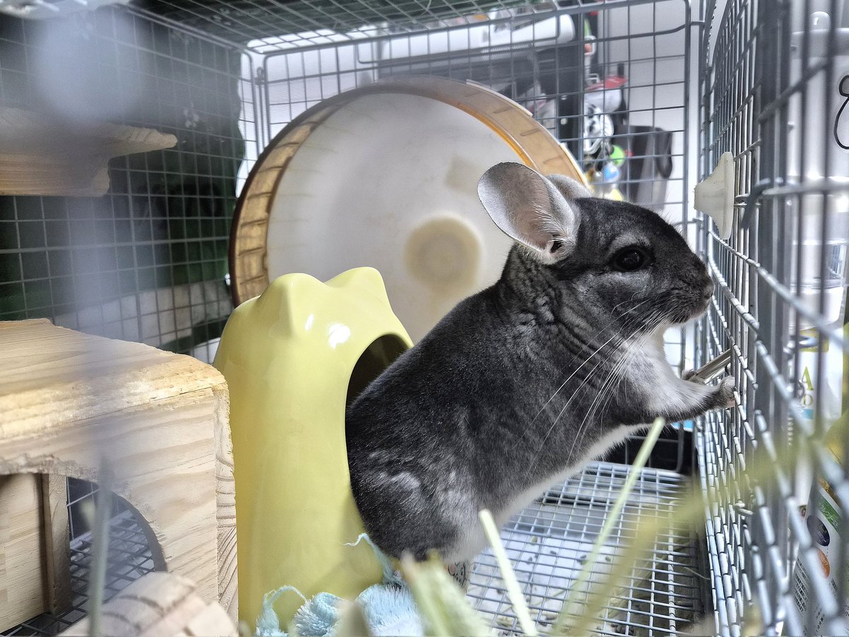 mopumomi's tweet photo. にゅっ🐌 https://t.co/YQ3Isbxxus