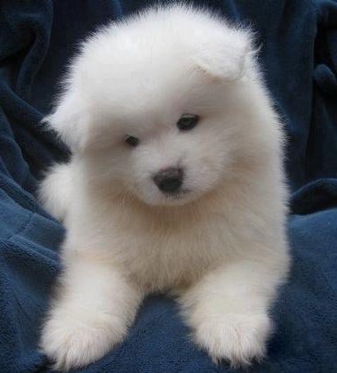 dollhaohao's tweet photo. Why why WHY ARE YOU A PUPPY? https://t.co/v6OTMauSZk