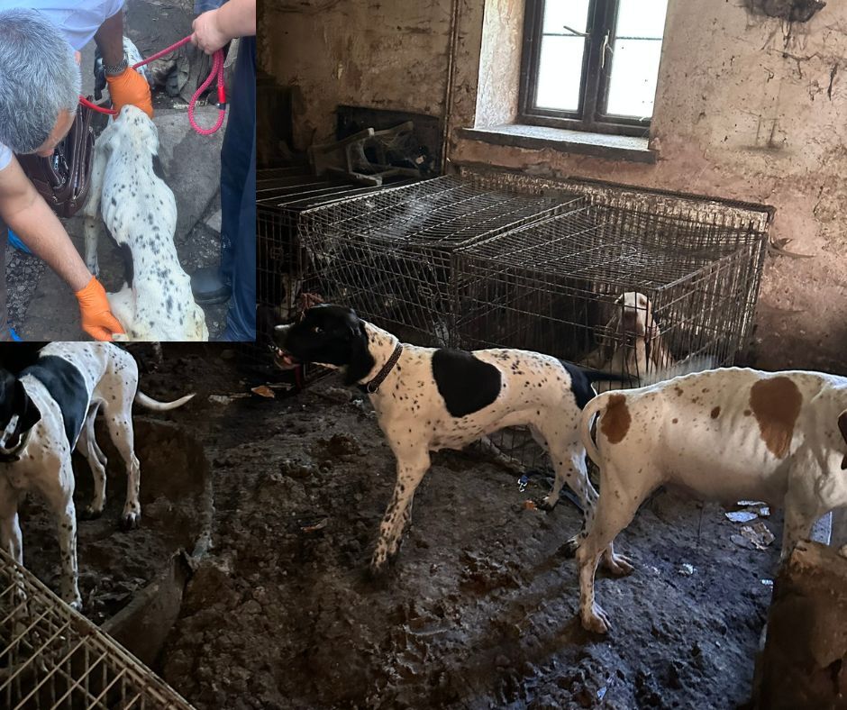 torfaencouncil's tweet photo. A woman from Pontypool has been convicted of animal welfare offences and illegal dog breeding. 

https://t.co/tYK2XoJoj2 https://t.co/uifHMP0TWA