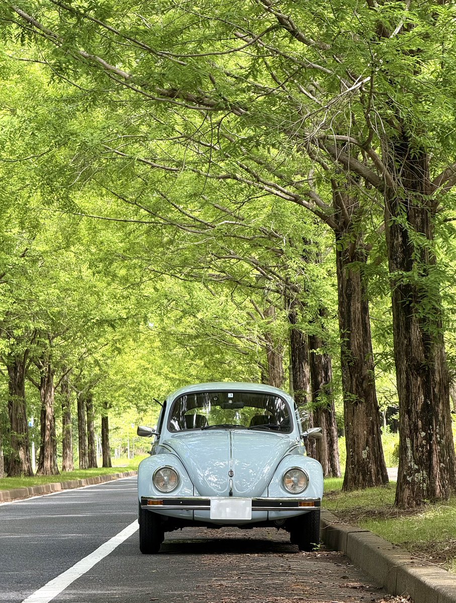 bird_germancars's tweet photo. メタセコイア並木とかわいい子🚙
#これを見た人は愛車の背景が緑の画像を貼れ
#TYPE1
#ビートル
#フォルクスワーゲン https://t.co/jhfEg4Mx6U