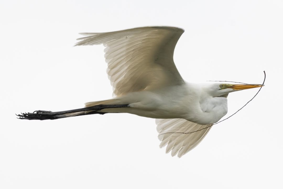 OtterTailCounty's tweet photo. An Egret carrying a stick to use in their nest. https://t.co/g87DriAqiV