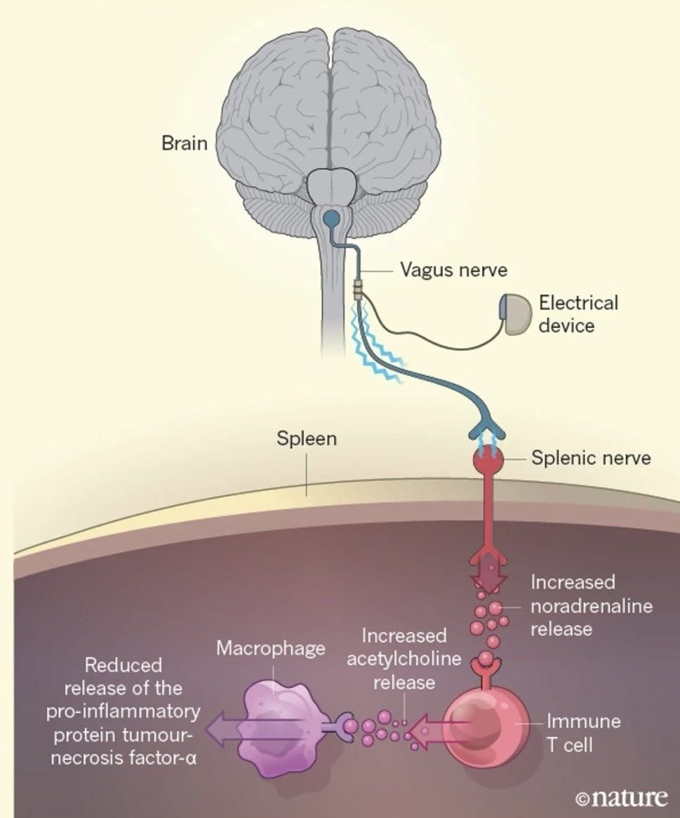 alc2022's tweet photo. This is fascinating

I had no idea the vagus nerve interfaced with the immune system like this https://t.co/NSUI89pUxR