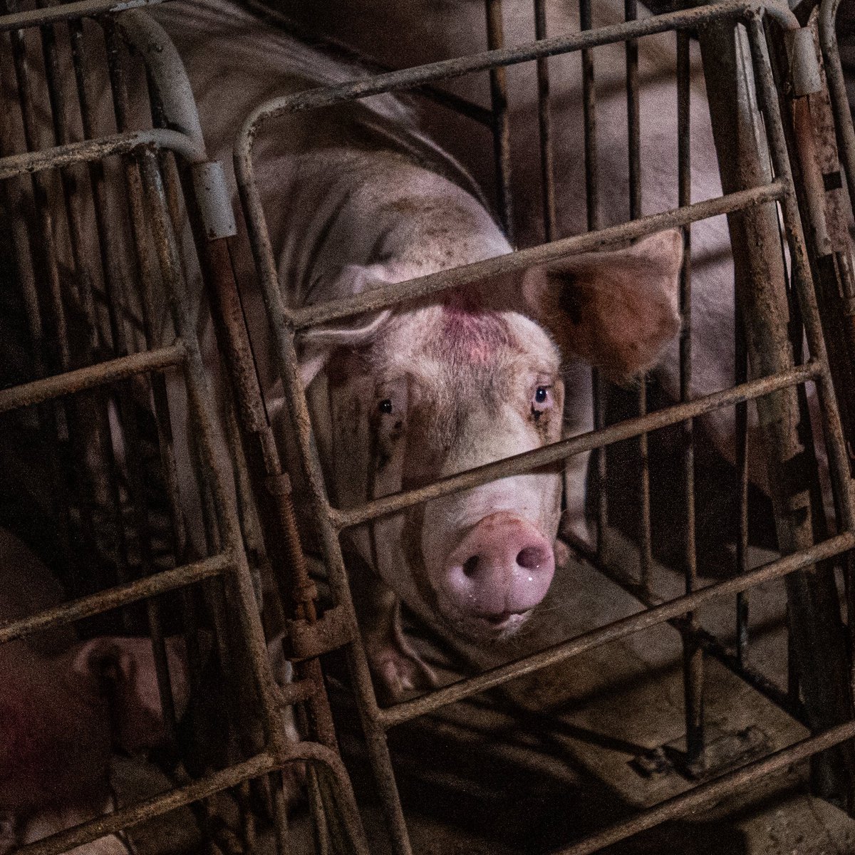 Lewis_Bollard's tweet photo. Prediction: the pork industry will come to regret pushing the Save Our Bacon Act.

Gestation crates have survived this long for one reason: most people don't know about them.

The Save Our Bacon Act fight is changing that. It's exposing millions of people — including some very influential ones — to what gestation crates actually are.

The pork industry can keep saying they're a "science-based" solution for "animal care." It will never win this debate. Anyone with common sense knows the crates are cruel.

Every additional day of public debate about the Save Our Bacon Act is a day closer to a world without gestation crates.