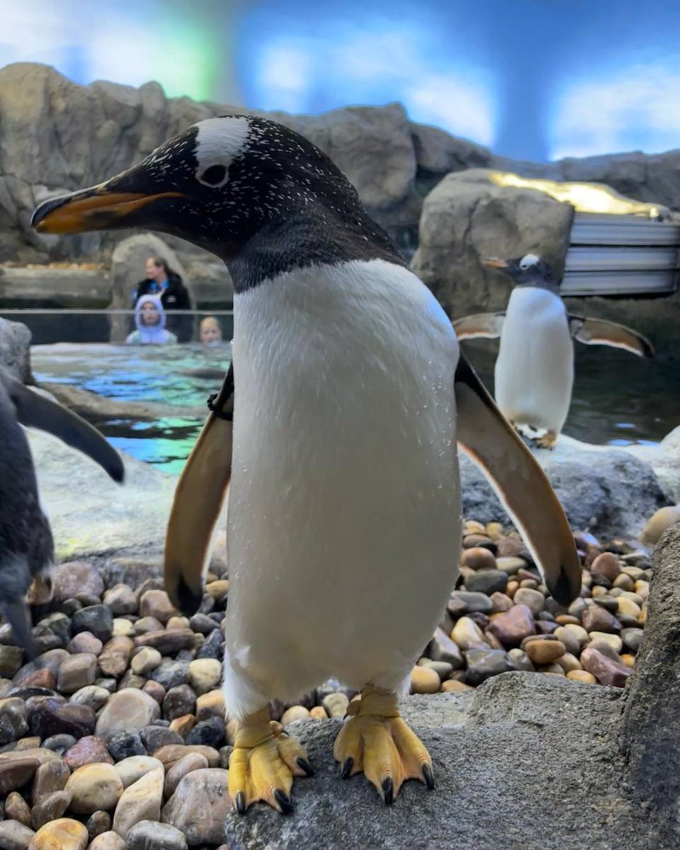 calgaryzoo's tweet photo. We have two gentoo hatchdays to celebrate today! Male ‘Onyx’ is turning nine, while male ‘Mac’ is turning five! 🥳 

After emperor and king penguins, gentoos are the third tallest of the world’s penguin species, reaching up to 90 centimetres in height!

#YourZooYYC https://t.co/ew0YSNC0pS