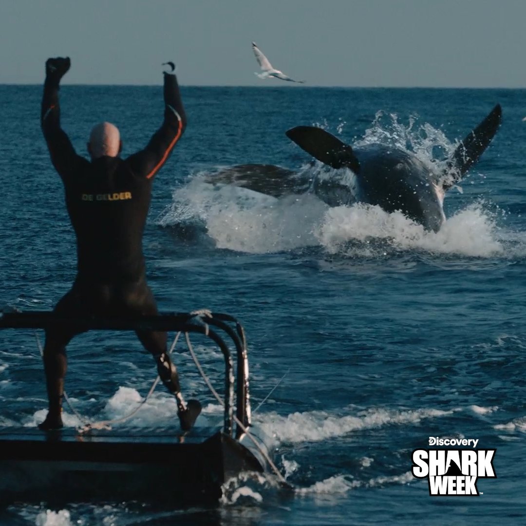 SharkWeek tweet picture
