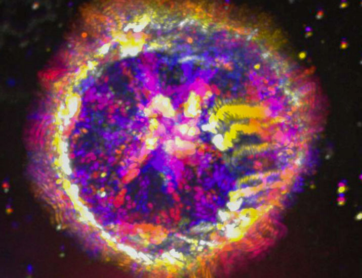 ScienceMagazine's tweet photo. How do T cells restrain their activation?
A recent imaging analysis identifies how the protein PTPN22 controls how #TCells remodel their cytoskeletons to form synapses with their targets—and suggests that defects in this constraint mechanism may contribute to #autoimmunity. @SciSignal https://t.co/oV2XuH0el6