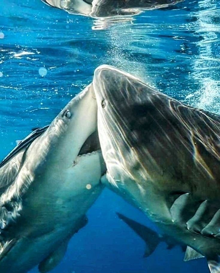 equine__dentist's tweet photo. me and my shark wife if we were kissing and in love https://t.co/OMh5eMSLhR
