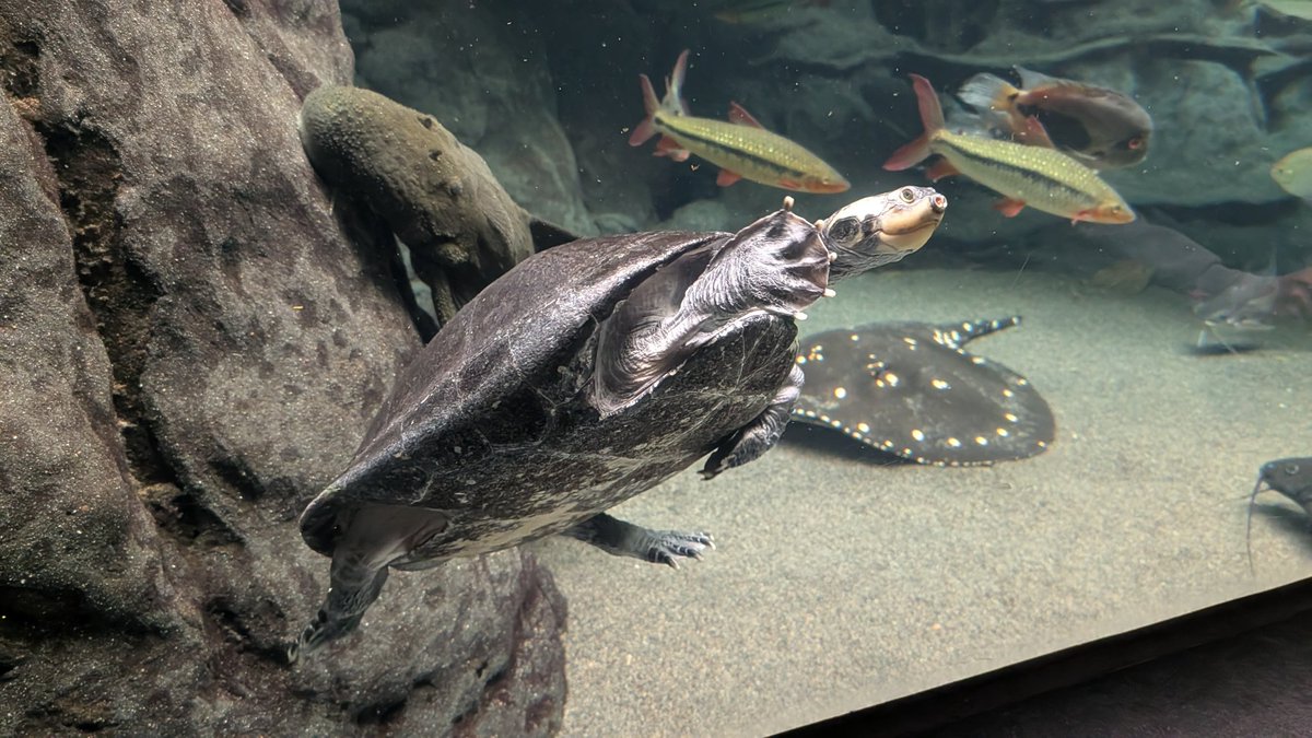 helloorockview's tweet photo. The Shedd Aquarium was amazing! The freshwater exhibits were really cool, I really liked how the Great Lakes section had areas dedicated to invasive species - this goldfish was massive. https://t.co/UTOVrgtYLh
