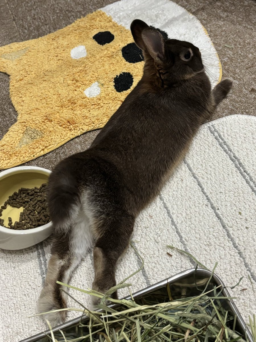 errat19191's tweet photo. かわいすぎるぅ🥰 https://t.co/9YT1UT8Q9k