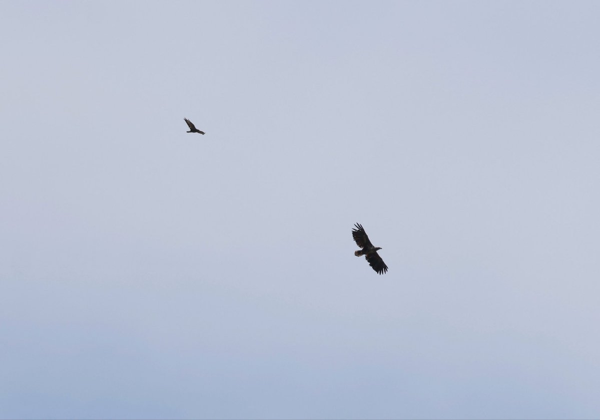 SteveHubbardNew's tweet photo. White Tailed Eagle over Sleddale noon today, heading through the valley towards Kildale Moor, then back and then turned heading in the general direction of Farndale 😁@teesbirds1 @nybirdnews https://t.co/r5MQsJxots