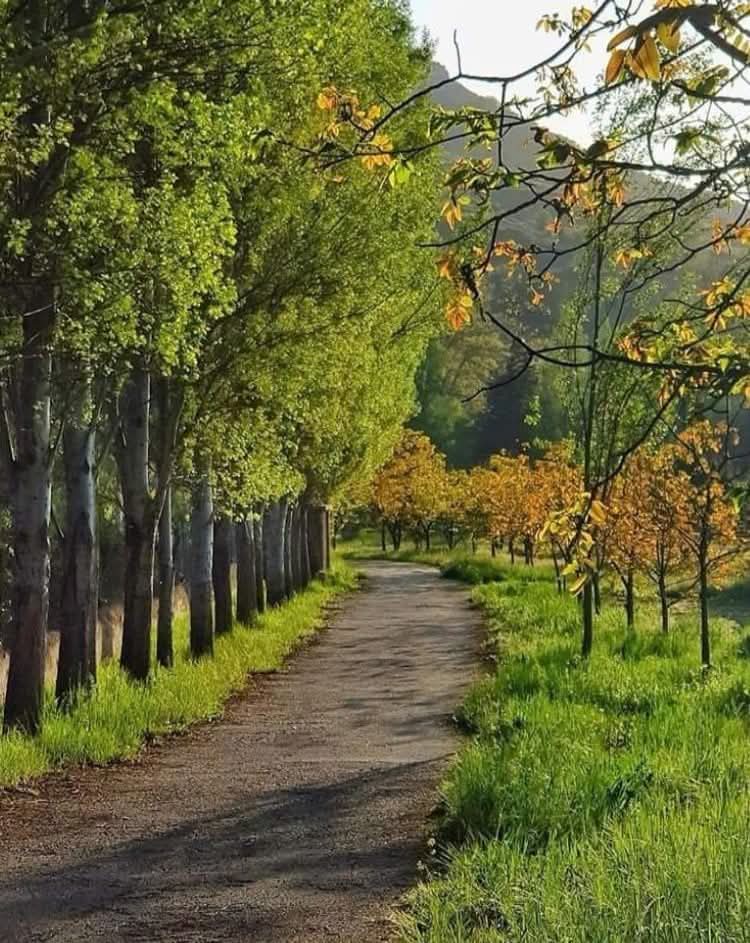 ImadSalamoun's tweet photo. غابة الشبانية
Chebanieh Forest..
Green Lebanon https://t.co/LYSLjDIOHe