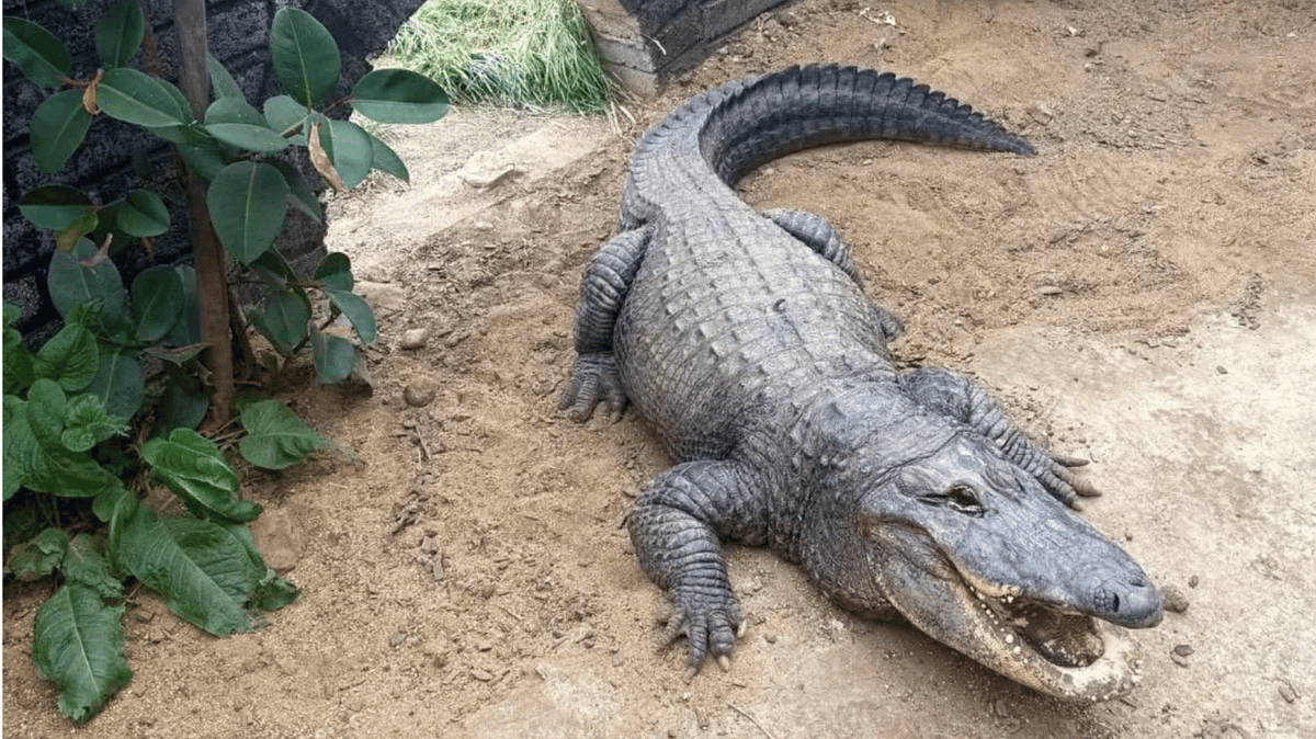 Man arrested after boy, 3, was allegedly thrown into crocodile enclosure has been released