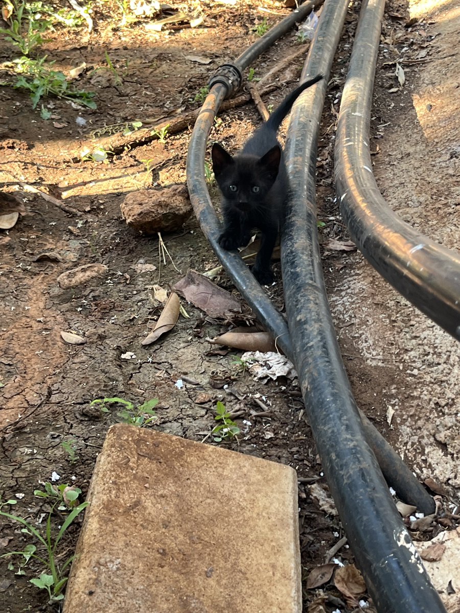 wxwrldd's tweet photo. Found a litter of kittens 😭🩷 https://t.co/XUdYD5ZH4a