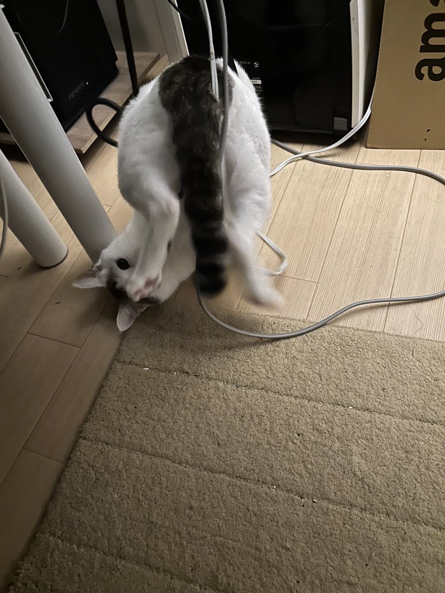 NameK0731's tweet photo. 紐に引っかかってこんなポーズになるのToLOVEるでしか見たことないけど実在するんだ
お前ら、夢を捨てるな https://t.co/yTjGlF9UVa