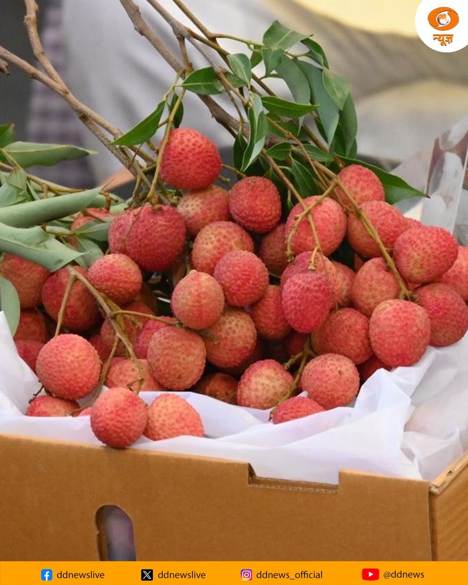 DDNewslive's tweet photo. From Devbhoomi to Italy! 

With the support of APEDA, Uttarakhand’s renowned Dehradun litchis have been exported to Italy for the first time. Under the leadership of PM @narendramodi, Indian agricultural products are gaining global recognition, creating new opportunities and better incomes for farmers. 

@APEDADOC